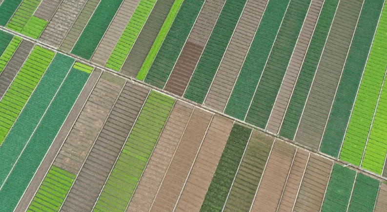 17c吃瓜种子、化肥、农药主动17吃瓜
概览